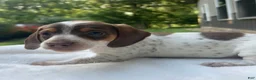 Miniature Dachshund dogs for sale: Maggie - Ad 2