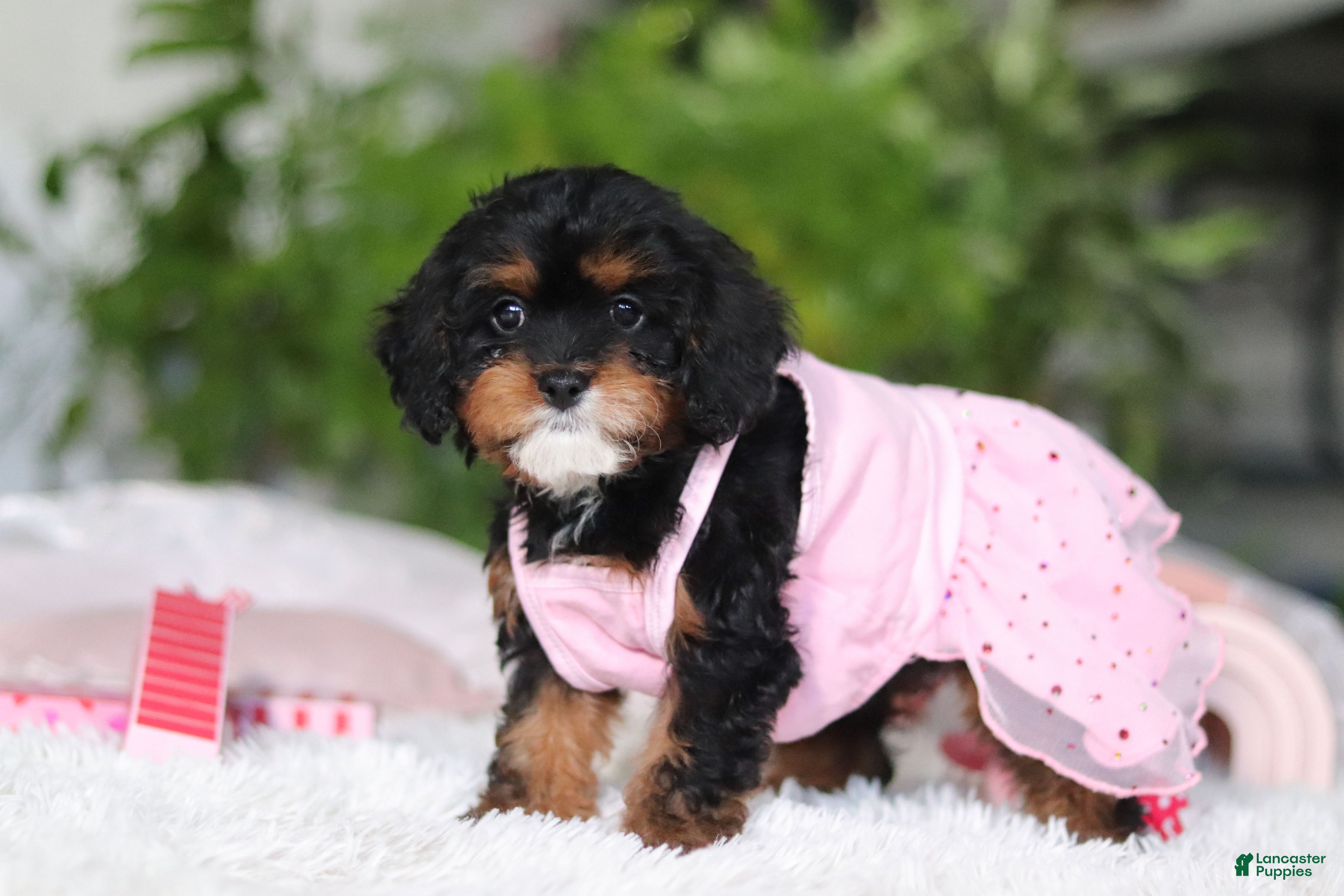 Cavapoo dogs Charity - Ad 2