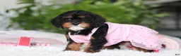 Cavapoo dogs for sale: Charity - Ad 2
