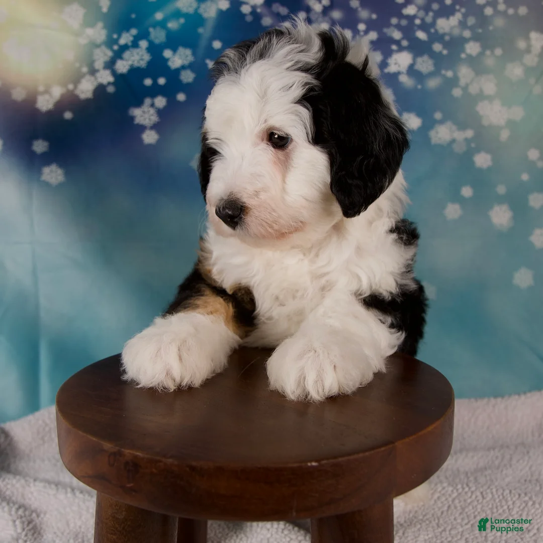 Mini Bernedoodle dogs for sale: Charles - Ad 6