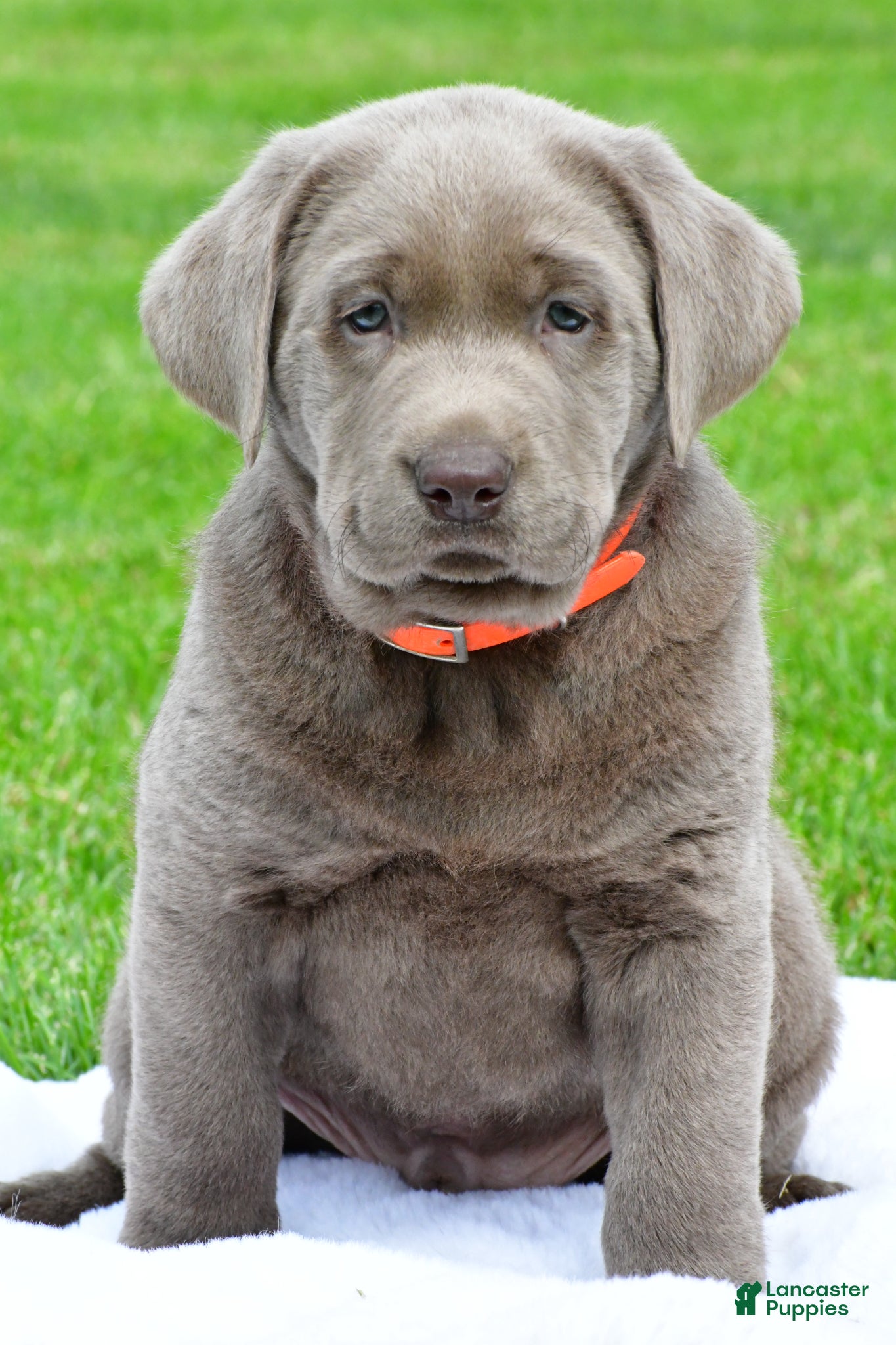 Labrador Retriever dogs Skittles - Ad 2