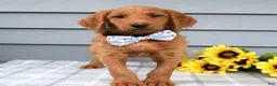 Labradoodle dogs for sale: Cooper  - Ad 4