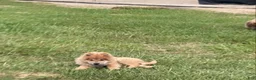 Chow Chow dogs for sale: Chow Chow 3 - Ad 2