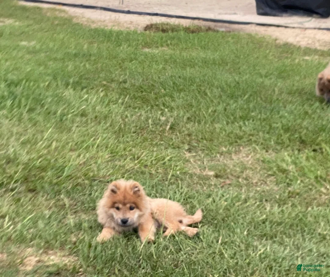 Chow Chow dogs for sale: Chow Chow 3 - Ad 2