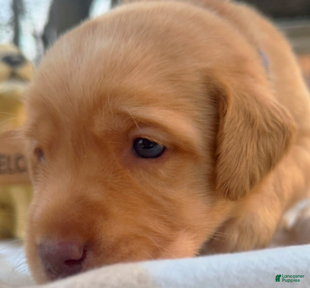 Labrador Retriever dogs for sale: Labrador Retriever Puppy 1 - Ad 16