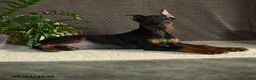 Doberman Pinscher dogs for sale: Deetz - Ad 3