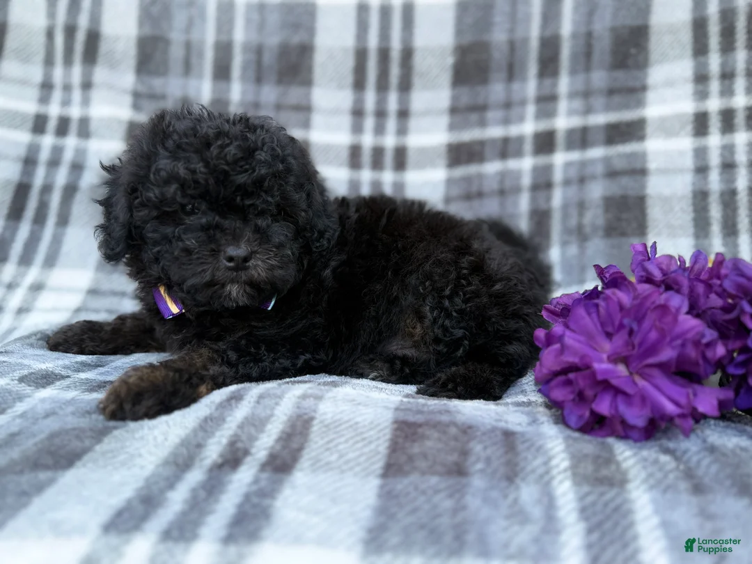 Shihpoo dogs for sale: Kodak - Ad 4