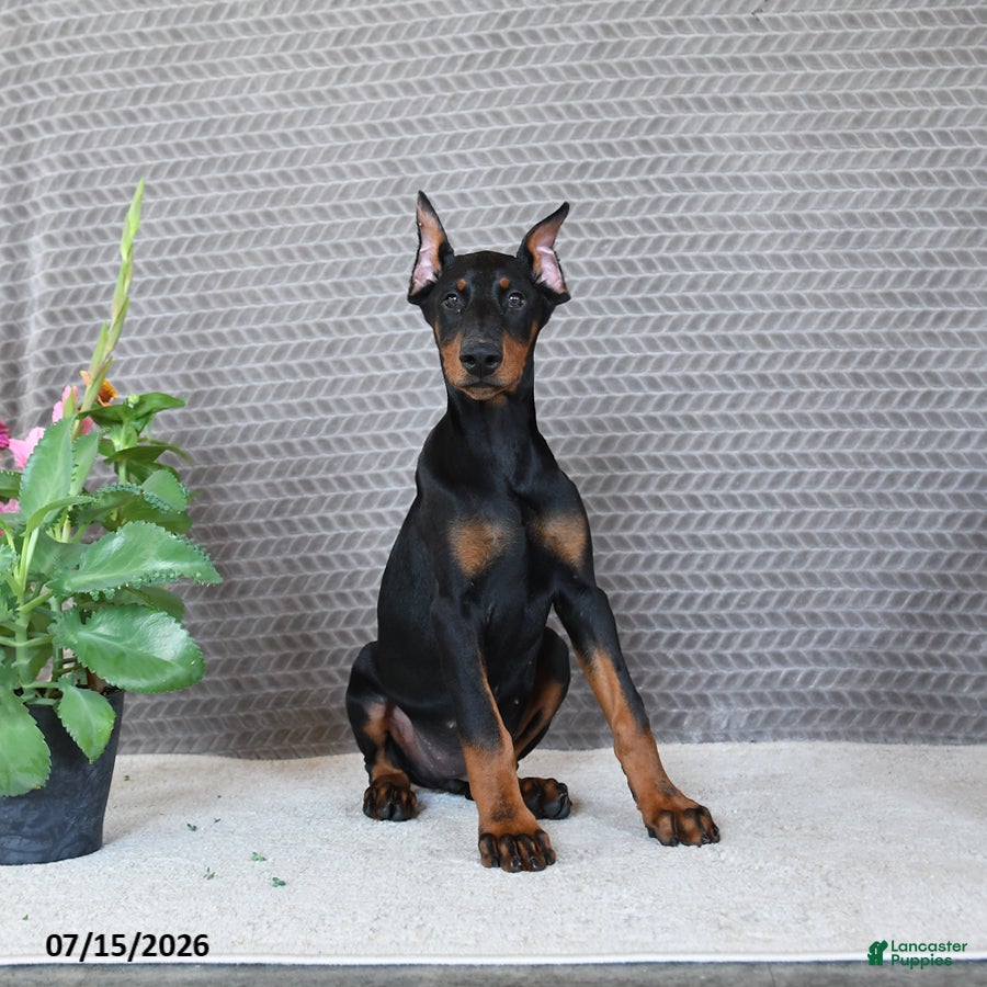Doberman Pinscher dogs Diamond - Ad 1