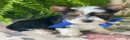 Biewer Terrier dogs for sale: Whisper - Ad 22