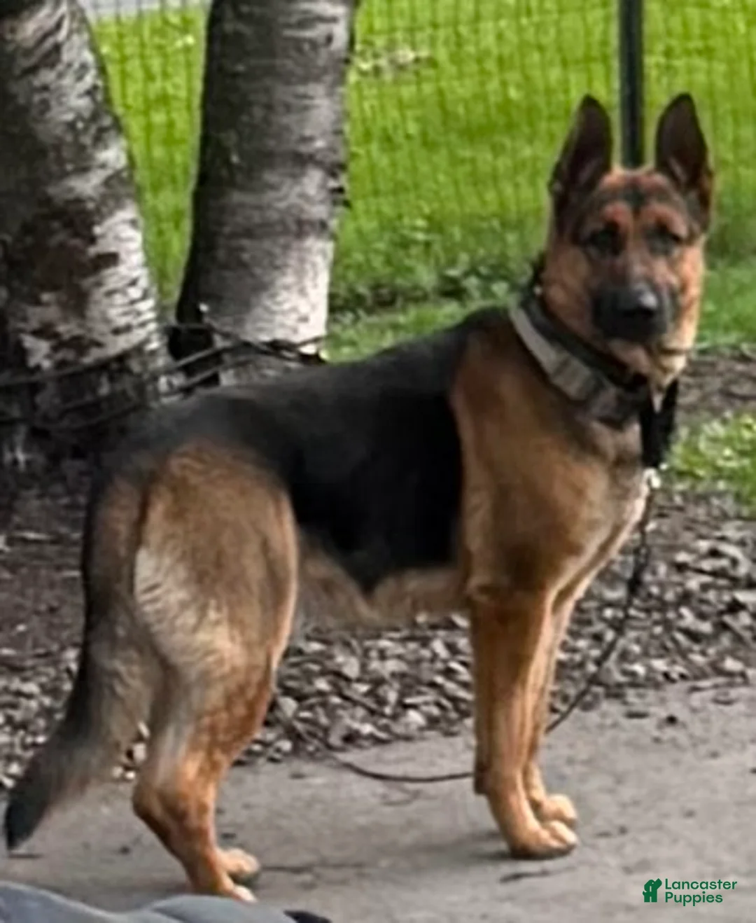 German Shepherd dogs for stud: Max Von Rheinland - Ad 1