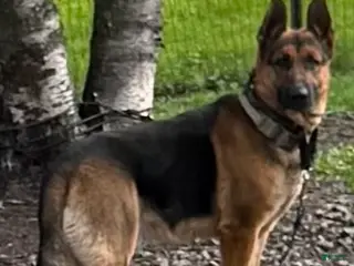 German Shepherd dogs for stud: Max Von Rheinland - Ad 2