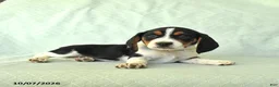 Beagle dogs for sale: York - Ad 3