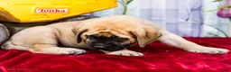 English Mastiff dogs for sale: Marco - Ad 3