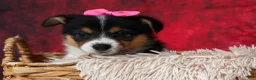Welsh Corgi Pembroke dogs for sale: Annabelle🎀 - Ad 5