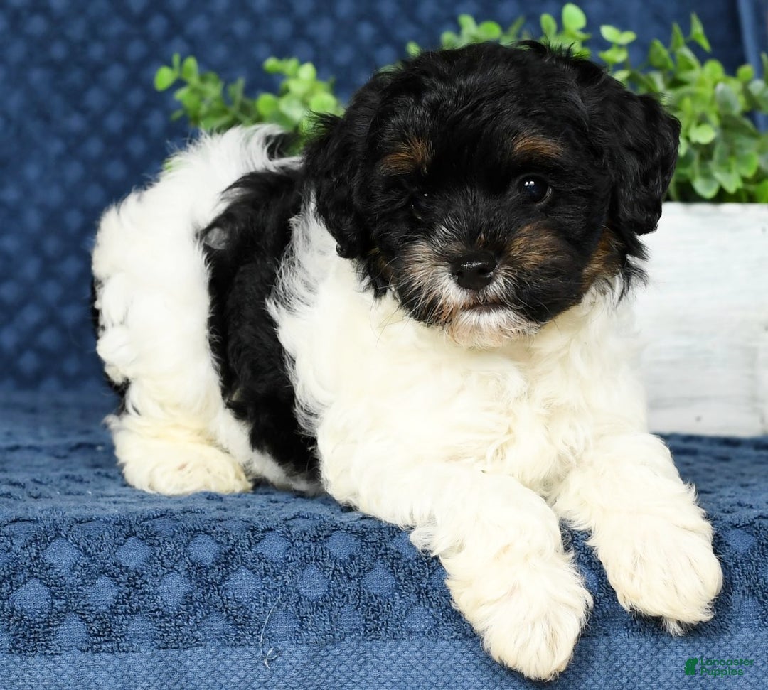 Havapoo dogs for sale: Cooper - Ad 5