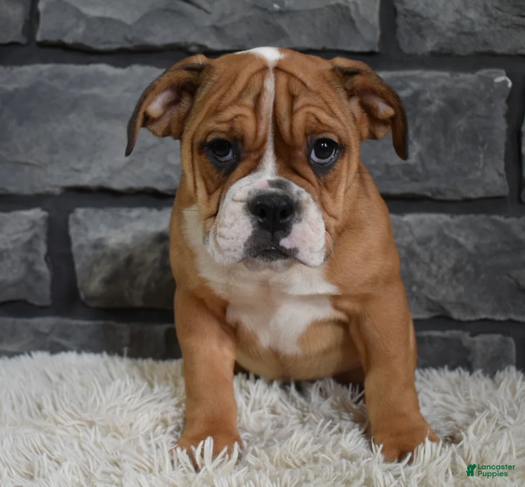 Beabull dogs for sale: Penny  - Ad 2