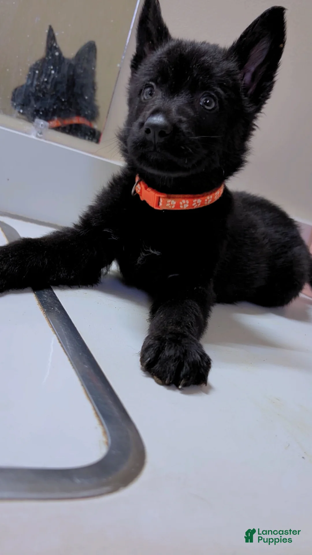 German Shepherd dogs for sale: Rex - Ad 6