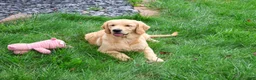 Golden Retriever dogs for sale: Giana - Ad 4