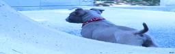 American Bully dogs for sale: Haze - Ad 6