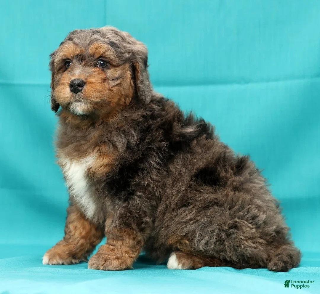 Mini Bernedoodle dogs for sale: Buddy - Ad 3