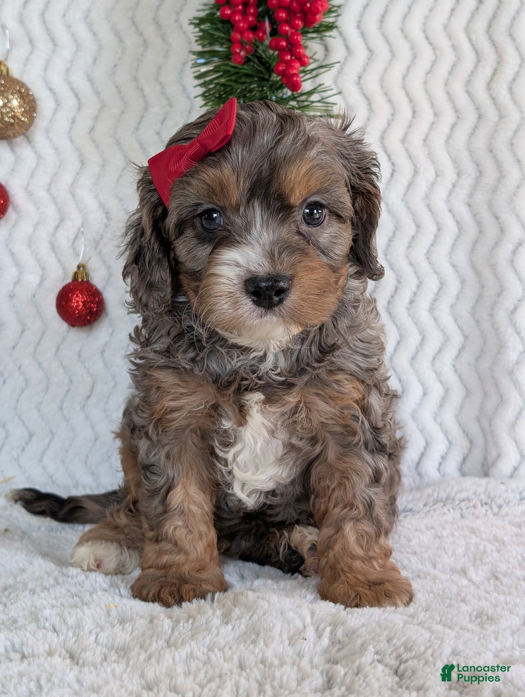 Cavapoo dogs for sale: Asher - Ad 12