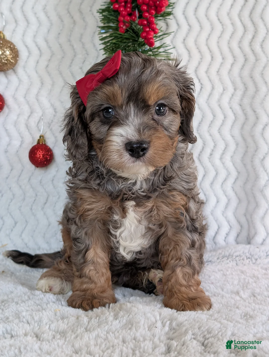 Cavapoo dogs for sale: Asher - Ad 12