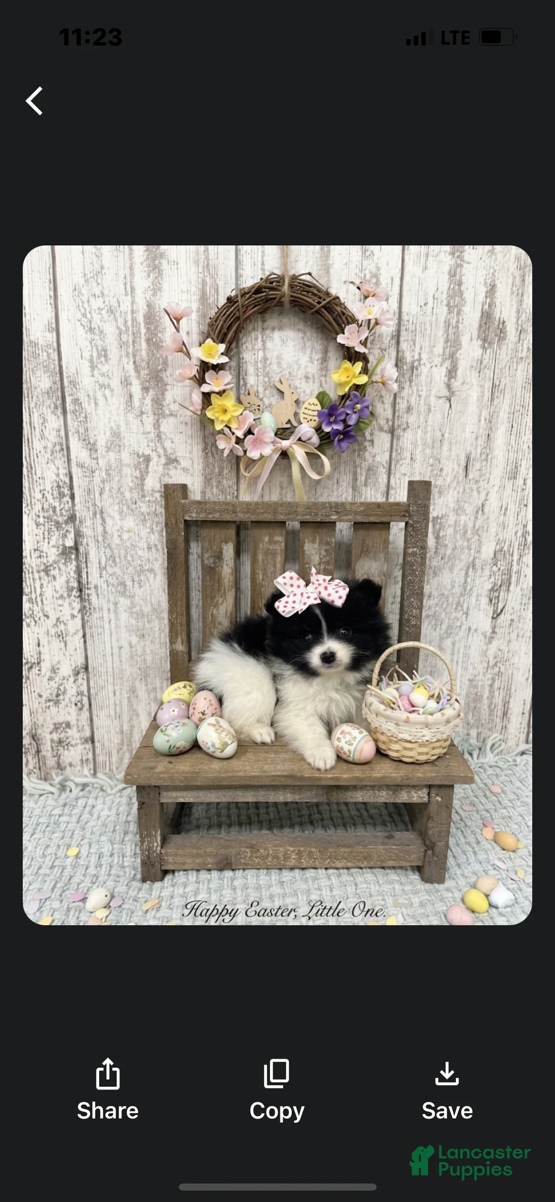 Pomeranian dogs for sale: Pomeranian Puppy 3 - Ad 1