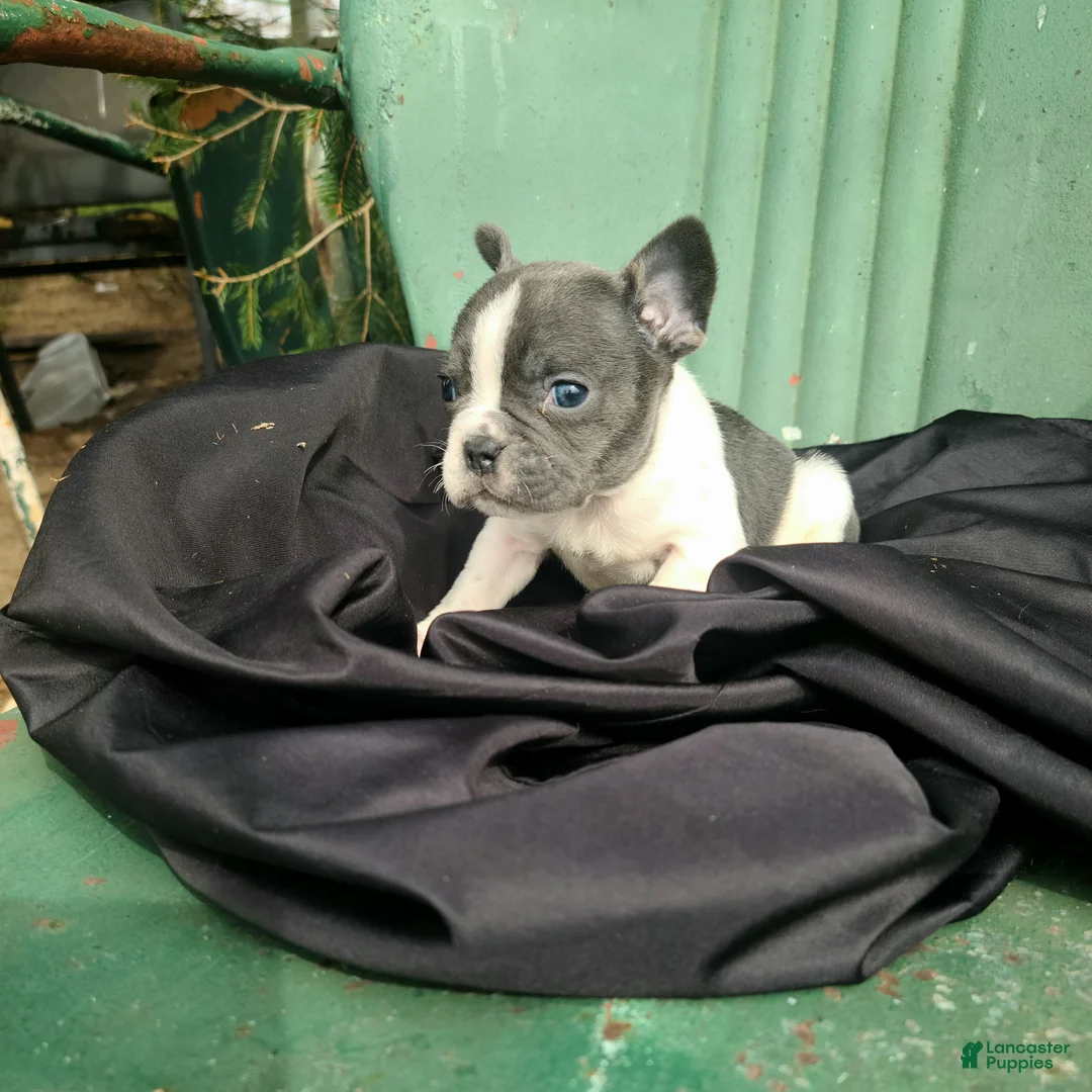 French Bulldog dogs for sale: Moxie - Ad 1