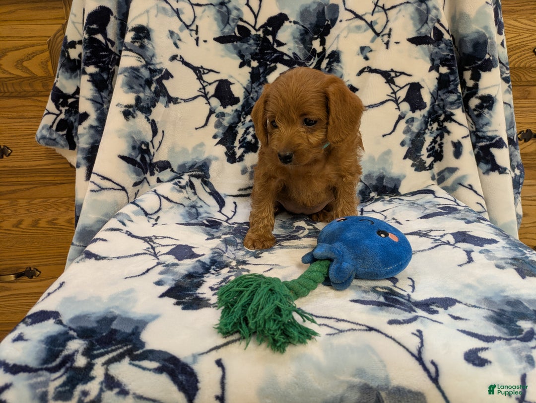 Jackapoo dogs for sale: Ruby - Ad 3