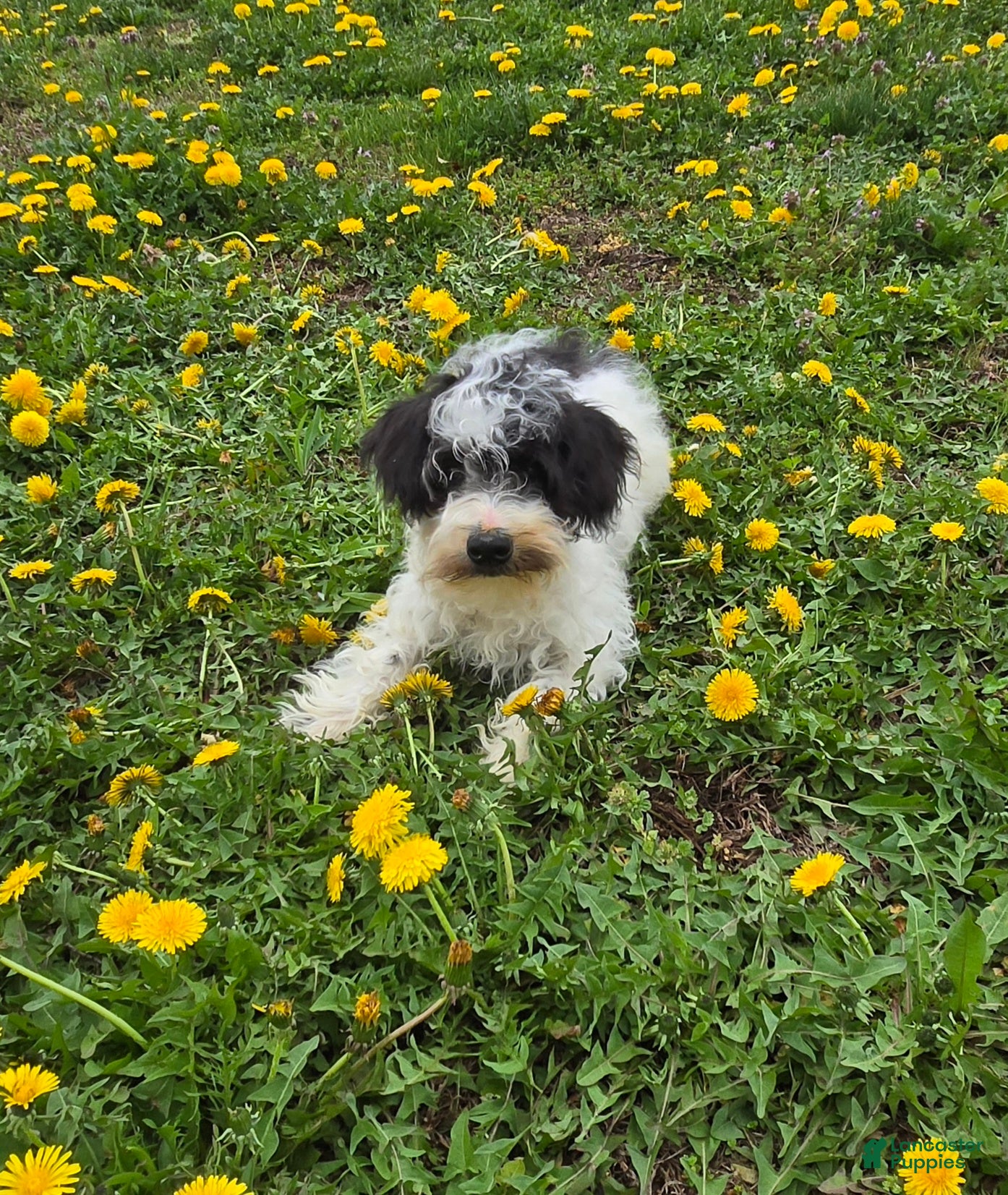 Schnoodle dogs Denver - Ad 2