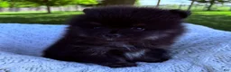 Pomeranian dogs for sale: Pomeranian 1 - Ad 3