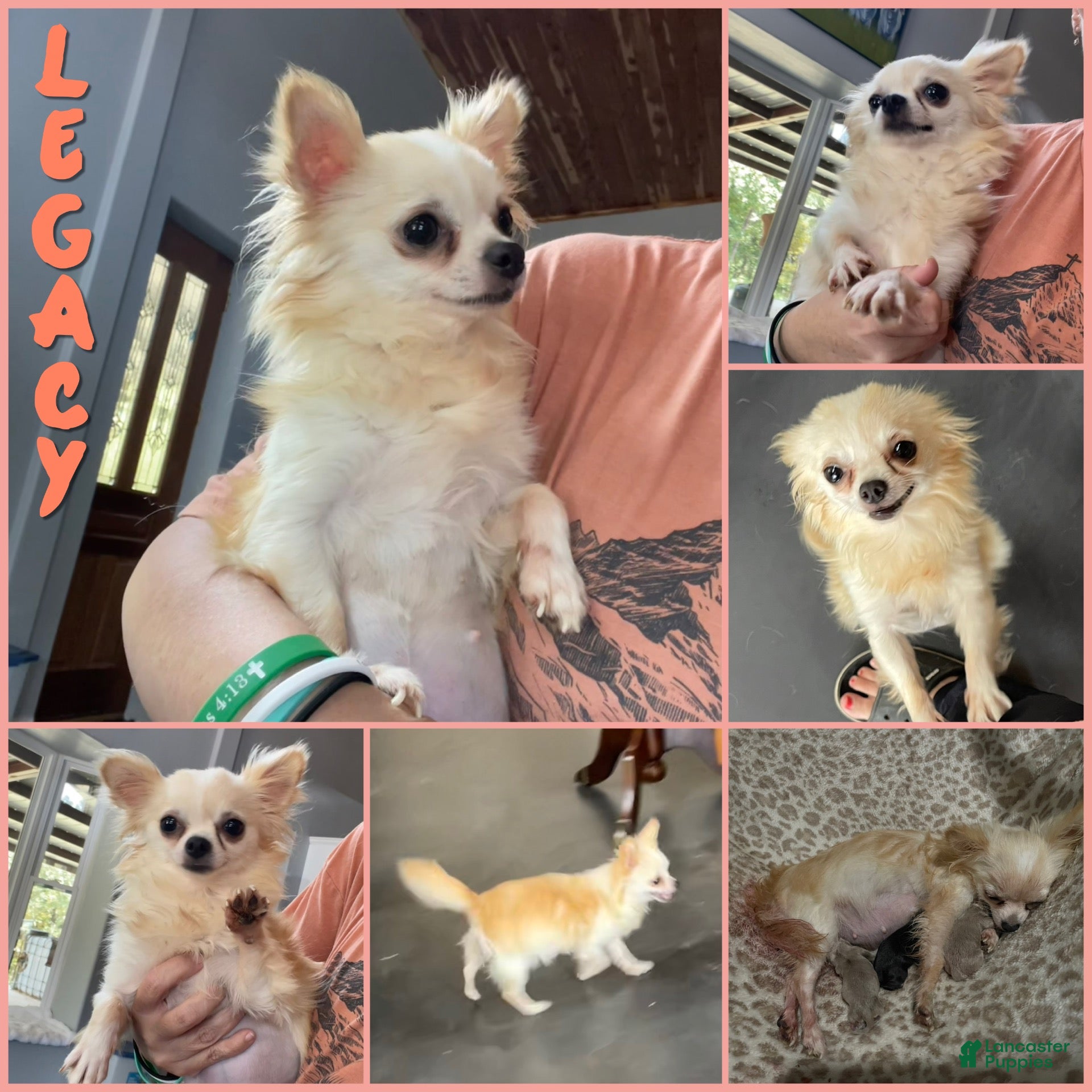 Chihuahua dogs Legacy Boy - Ad 2