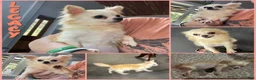 Chihuahua dogs for sale: Micro Thumper Lavender LC - Ad 8
