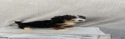 Mini Bernedoodle dogs for sale: Summer - Ad 2