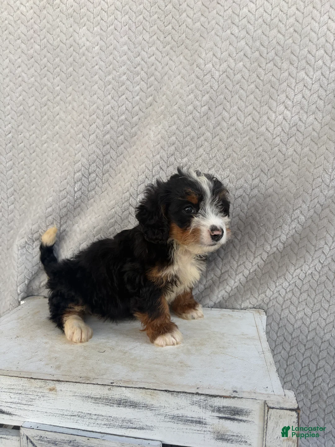 Mini Bernedoodle dogs for sale: Summer - Ad 2