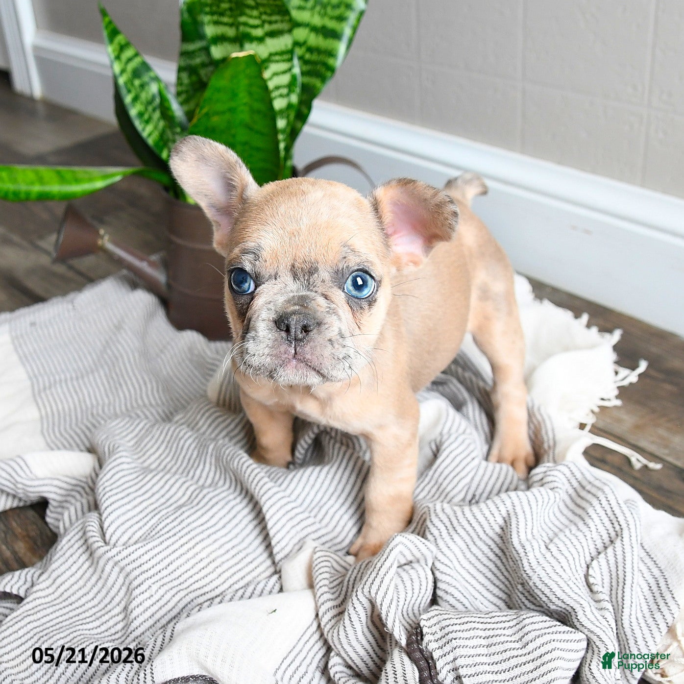 French Bulldog dogs Lisbon - Ad 2