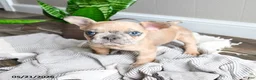 French Bulldog dogs for sale: Lisbon - Ad 2