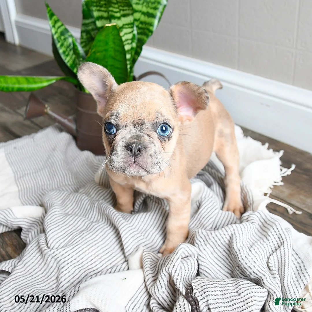 French Bulldog dogs for sale: Lisbon - Ad 2