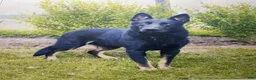 German Shepherd dogs for sale: Pretzel - Ad 6