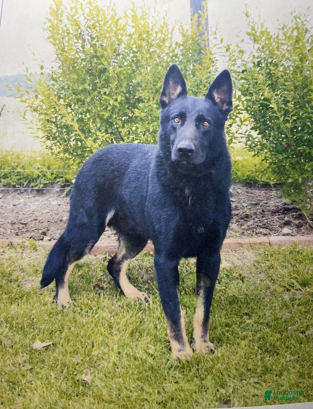 German Shepherd dogs for sale: Pretzel - Ad 6