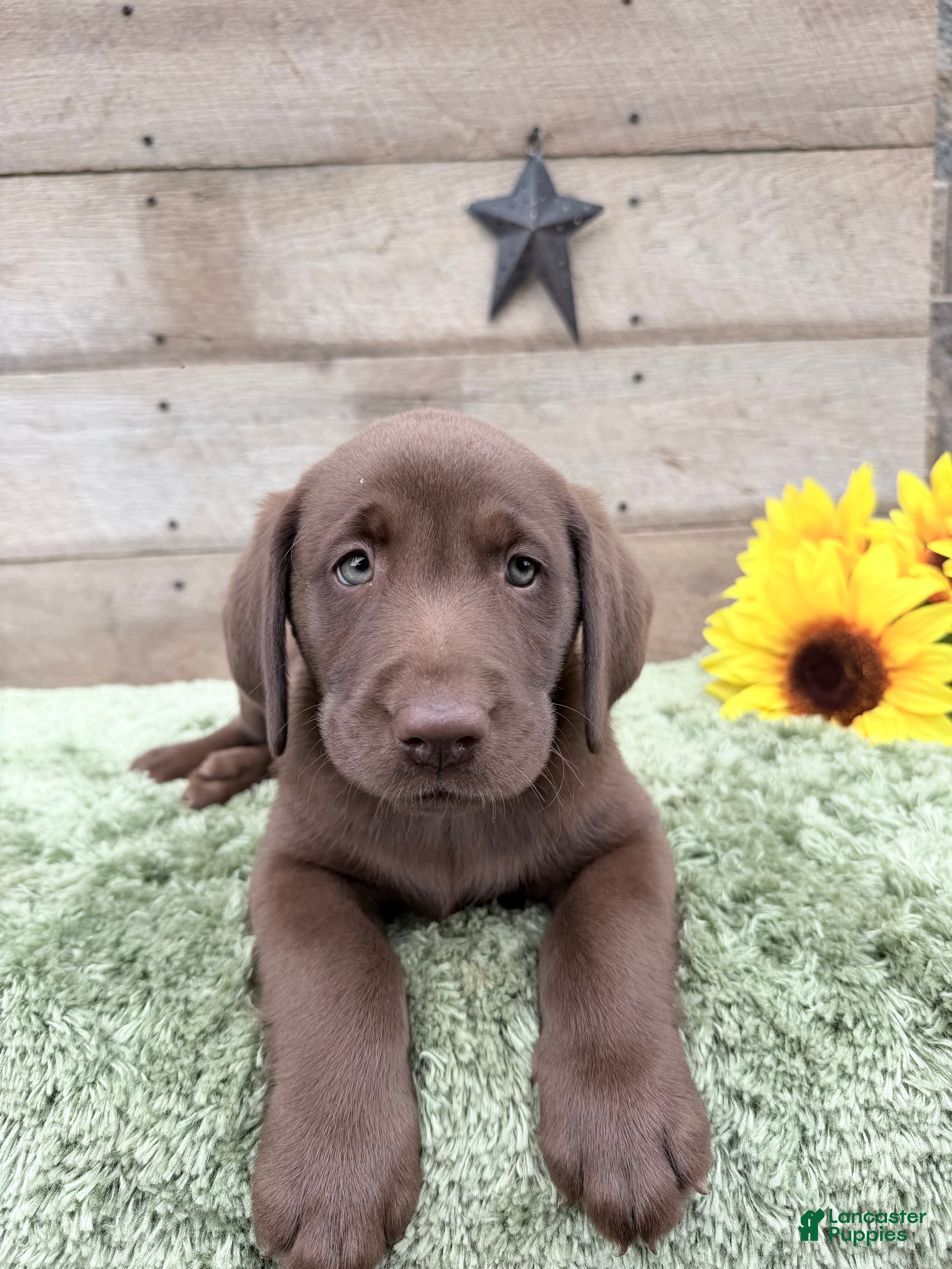 Labrador Retriever dogs Coco - Ad 1