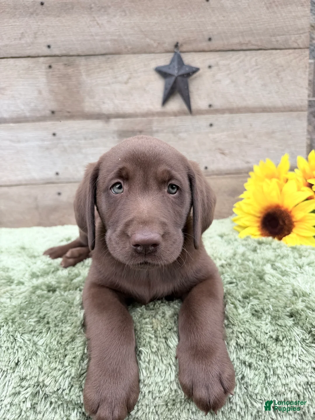 Labrador Retriever dogs for sale: Coco - Ad 1