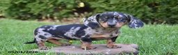 Miniature Dachshund dogs for sale: Dodger - Ad 3
