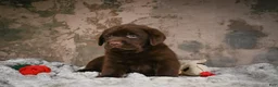 Labrador Retriever dogs for sale: Bruce - Ad 6