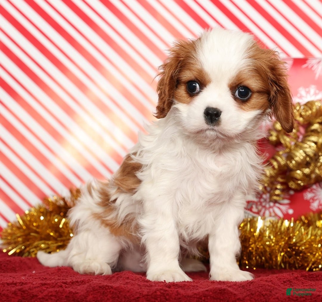 Cavalier King Charles Spaniel dogs for sale: Bingo - Ad 4