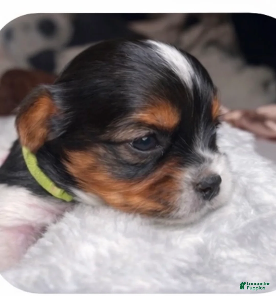 Biewer Terrier dogs for sale: Lily - Ad 2