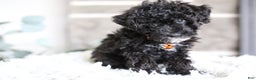 Miniature Poodle dogs for sale: Gracie  - Ad 5