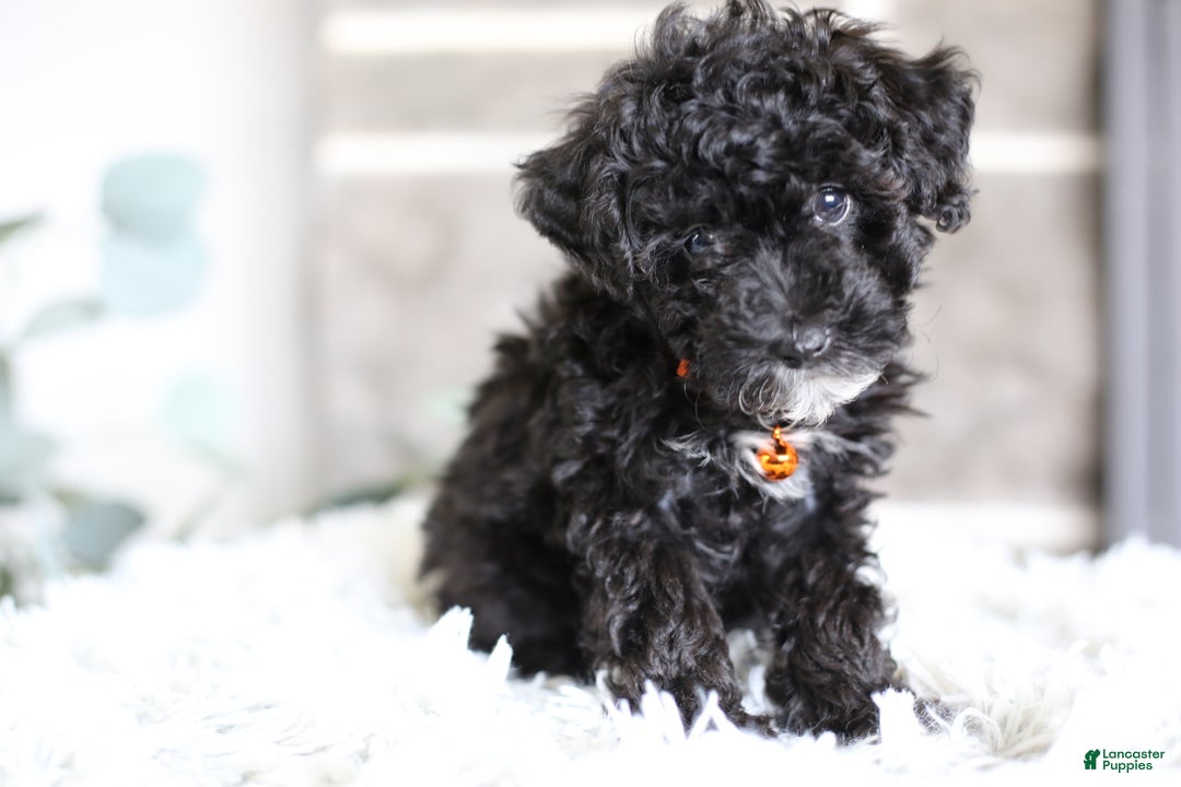 Miniature Poodle dogs for sale: Gracie  - Ad 5