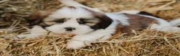 Lhasa Apso dogs for sale: Harry - Ad 1