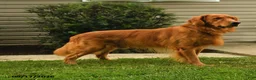 Golden Retriever dogs for sale: Hazelnut - Ad 5